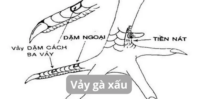 Những loại vảy gà xấu dân chơi đá gà nên tránh 1 vay-ga-xau-la-sao